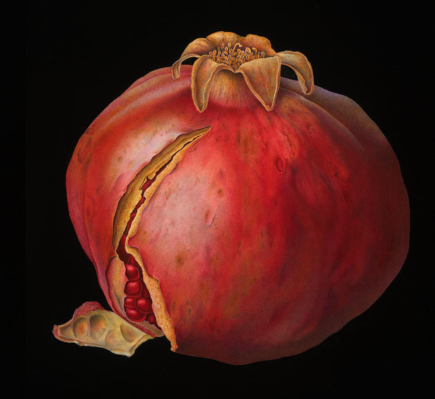 Susannah Blaxill - Pomegranate on black